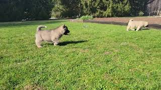 Akita/Husky Mix puppies playing by D G 157 views 1 month ago 2 minutes, 17 seconds