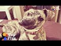 Special Dogs That Just Need Some Extra Love | The Dodo Top 5