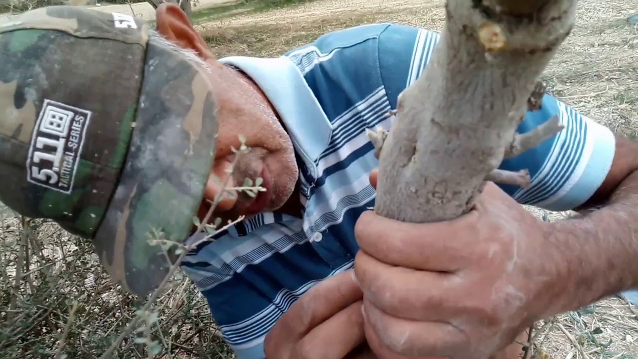 Grafting olive tree / ?????????????????? ?????????? YouTube