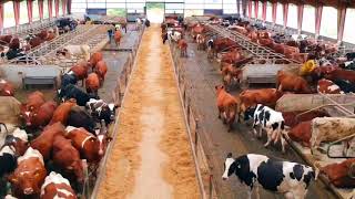 Denmark Cow Farm