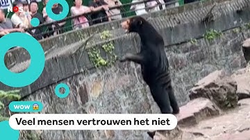 Is dit een beer of een man in een beren-pak?
