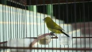 Pleci Trisula tembakan mantap,panjang