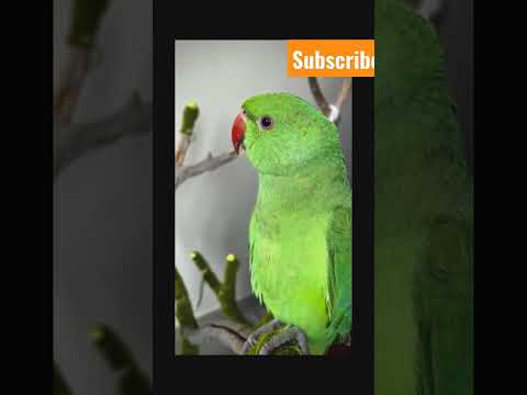 green parrot 😍🥰❤️🦜#shorts