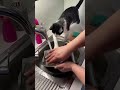 А говорят, что коты бесполезны 🤷🤦. Приятного просмотра ☺️