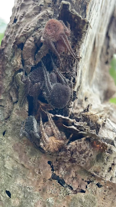 DAMING GAGAMBA😱#shorts #spider #gagamba #short