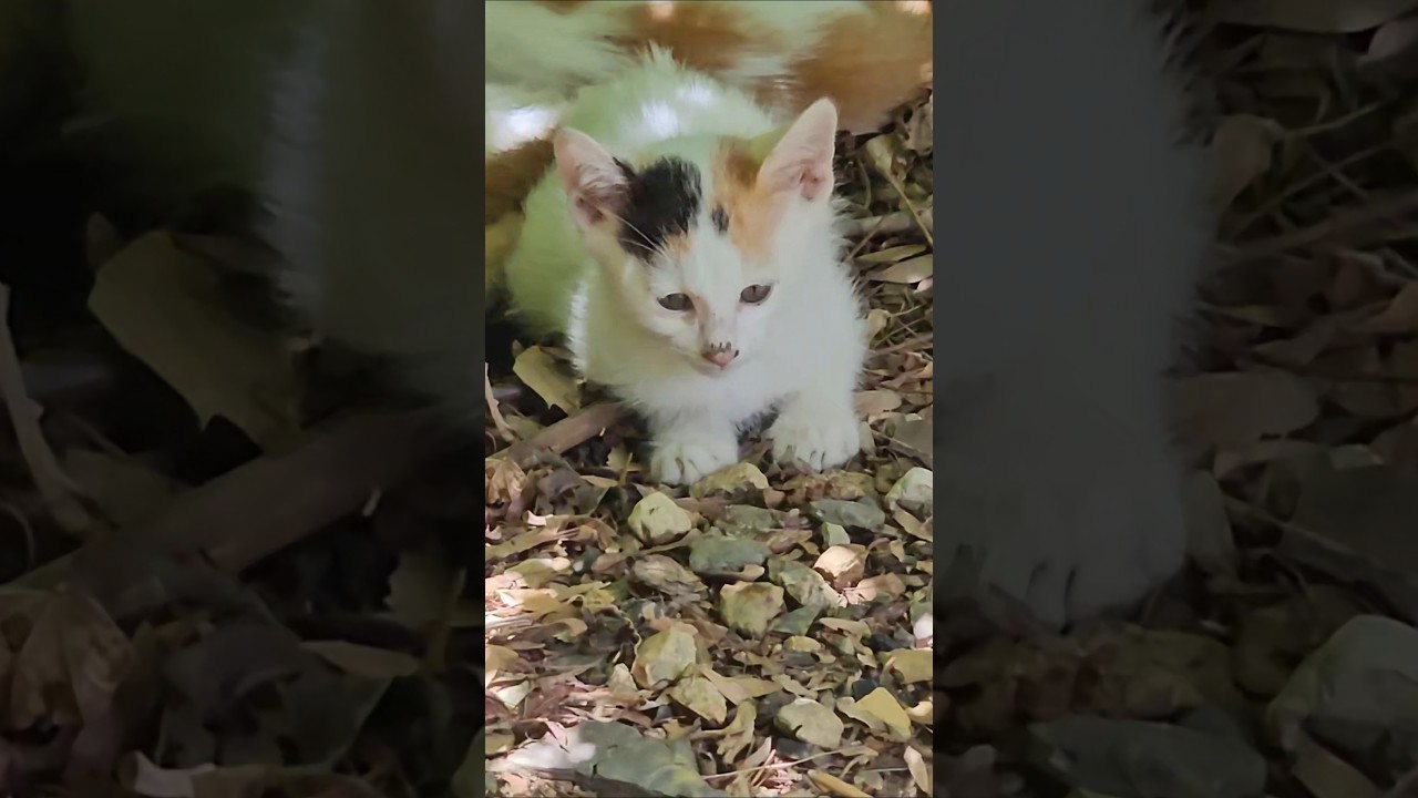 아깽이 허피스 티도 안나네! #고양이 #길고양이 #아기고양이 #cat #kitten #shorts