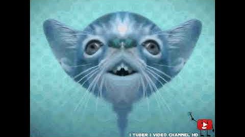 Preview 2 Numa Cat 2022 V1.5 Effects