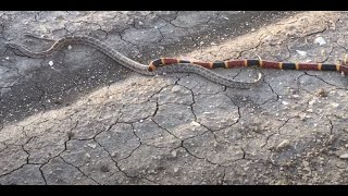 Coral Snake Vs (Not Milk Snake) probably Prairie King Snake South Texas