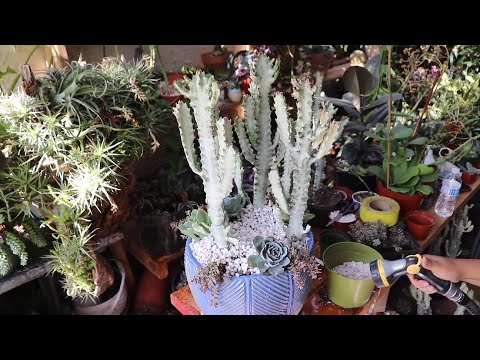 Vídeo: Pàtria Del Cactus: El País D'origen De La Planta D'interior. Hàbitat De Cactus A La Natura. Com Vas Arribar A Rússia?