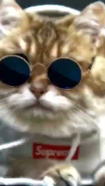 oyen dan harimau ..#shorts #kucing #storykucing #catlover #funnycats #story #storywa
