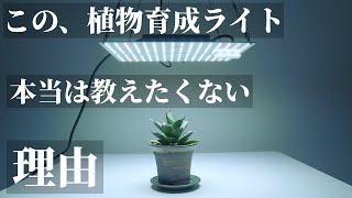 【コスパ最高】安い！超おすすめ！植物育成用LEDパネルライト「GL-BOARD 1200」レビュー！無段階調光！Samsung製LM281B PRO！観葉植物｜アガベ｜塊根｜多肉｜実生苗｜育成棚｜節電