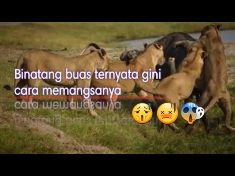  Binatang  buas  pemakan daging  YouTube