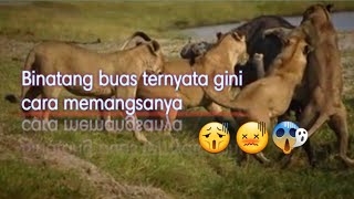 Binatang buas pemakan daging