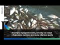 Эксперты предположили, почему на озере в Барнауле массово всплыла мёртвая рыба