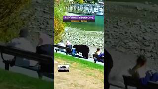 Deep Coves Cutest Runner A Playful Bear Bringing Joy To Vancouvers Wilderness