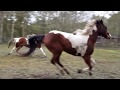 Horses running and playing