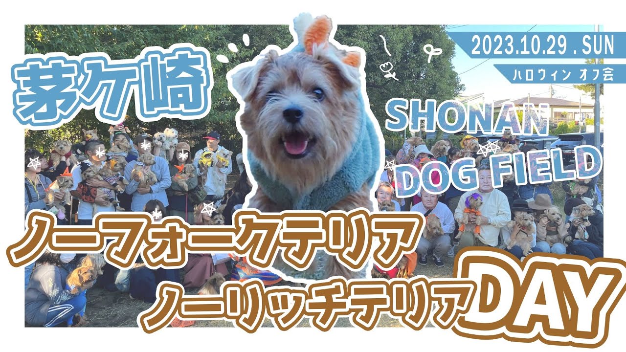 【ノーフォークテリア・ノーリッチテリアDAY】ノーフォークだらけ!!【Shonan Dog Field】