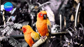 keep one colour in image | make black and white on image in canva