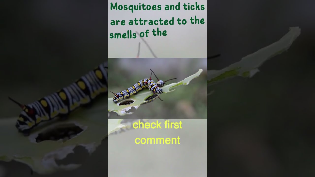 How Does Insect Repellent Work shorts YouTube How Does Insect Repellent Work shorts YouTube