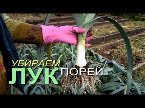 Видео: Сбор и хранение зеленого лука – когда и как собирать зеленый лук