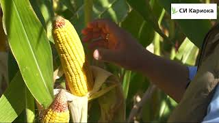 Новинка! Гибрид кукурузы СИ Кариока - интенсивный гибрид для производства зерна.