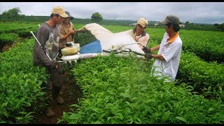 How to Harvesting of Tea - Tea Harvesting Machine