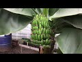 В селе близ Северодонецка выращивают папайю и бананы