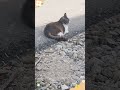 My cat is playing