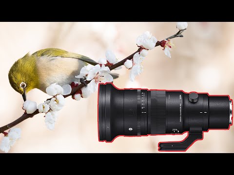 My Favorite 500mm Lens - The Sigma 500mm f5.6 is Brilliant!