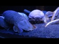 沼津港深海水族館 　ダイオウグソクムシ の動画、YouTube動画。