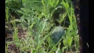 Watermelon Halwa Recipe Water Melon Recipe Yummy Dessert