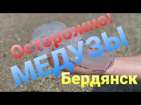Медузы атакуют Бердянск! Пустые пляжи на Бердянской косе. Август 2021