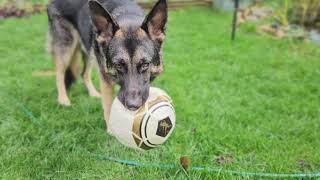 HAPPY GERMAN SHEPPHERD PLAYING WITH HIS FOOTBALL IN THE GARDEN by DOGS BEING DOGS 199 views 4 months ago 4 minutes, 4 seconds