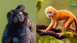 दुनिया के सबसे अनोखे बंदर | 5 Rarest Monkeys in the World | Rare Monkey Species