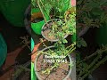 ரோஸ் பெஸ்டி உரம் கொடுத்து 20 நாட்களில் வந்த துளிர்கள் 💯👍#rosecaring #rose bestie #Organic Fertilizer
