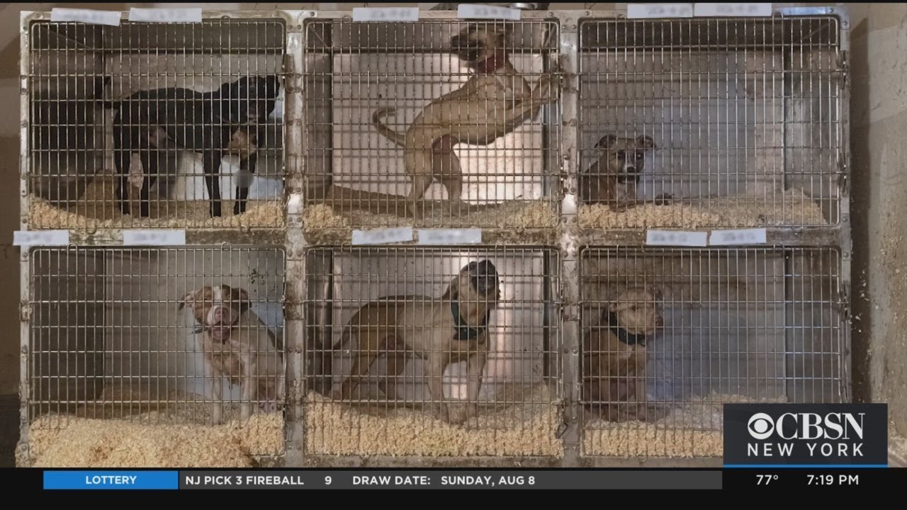 Interstate Dogfighting Ring Taken Down On Long Island