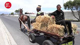 Cape Cart Horse Industry Reigns In The Hardware