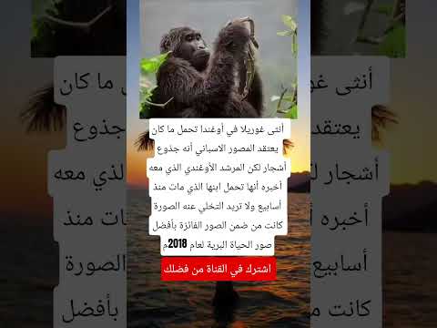 أنثى غوريلا في أوغندا تحمل ما كان يعتقد المصور الاسباني العلم اكسبلور  تيك توك ماوراءيات