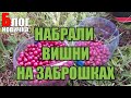 СТЕПНОГОРСК. ВИШНЯ. Ягоды в июле, мммм вкусняшки!))