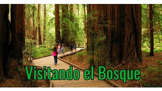 un dia en el bosque de los arboles gigantes
