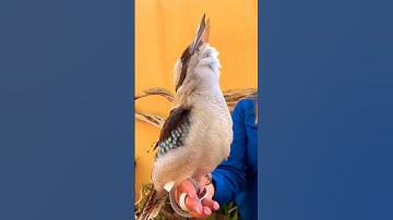 Thumbnail of Australian Kookaburra singing 🪶 🪶 🅾🆉 🅱🅸🆁🅳🆂