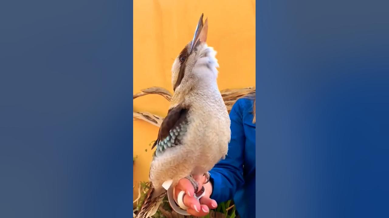 Australian Kookaburra singing 🪶 🪶 🅾🆉 🅱🅸🆁🅳🆂