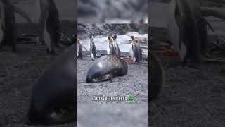 Seal Sexually Harrasing Penguin 🦭🐧 #Animals #Nature #Wildlife