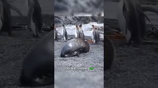 Seal Sexually Harrasing Penguin 🦭🐧 #animals #nature #wildlife