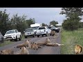 Satara Lion Pride With Cubs Blocking The Road