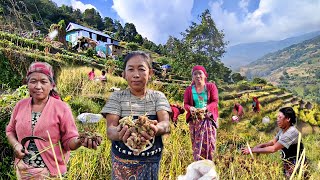 Nepali Village Women Working In Field || Millet Harvesting In Rural Nepal || Beautiful Village Life