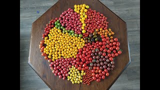 TEST SMAKU 17 odmian pomidorów koktajlowych 2022 r.
