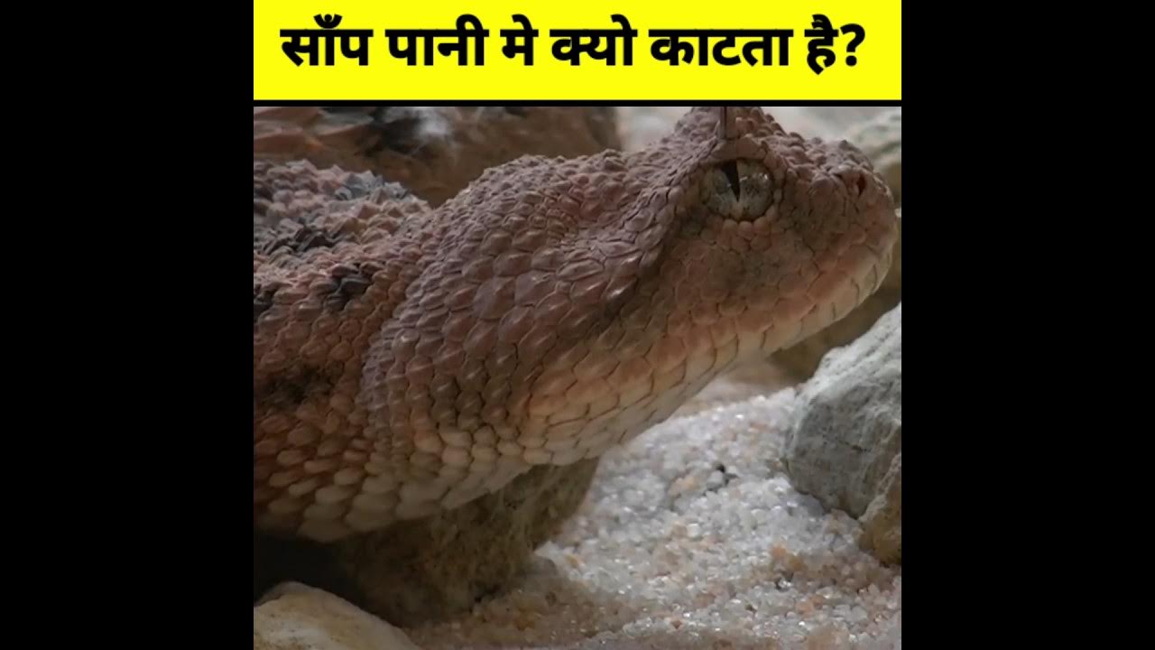 facts Why does snake bite in water? interestingf amazing YouTube