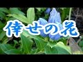 倖せの花 三代沙也可 COVER