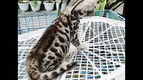 Watch the video about Kitten bengal silver terbooked ke jakarta